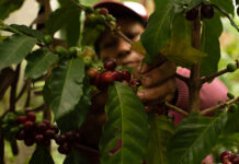 A woman picks coffee beans