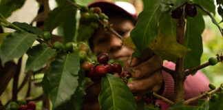 A woman picks coffee beans