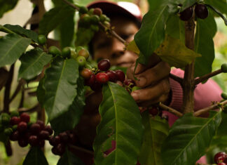 A woman picks coffee beans