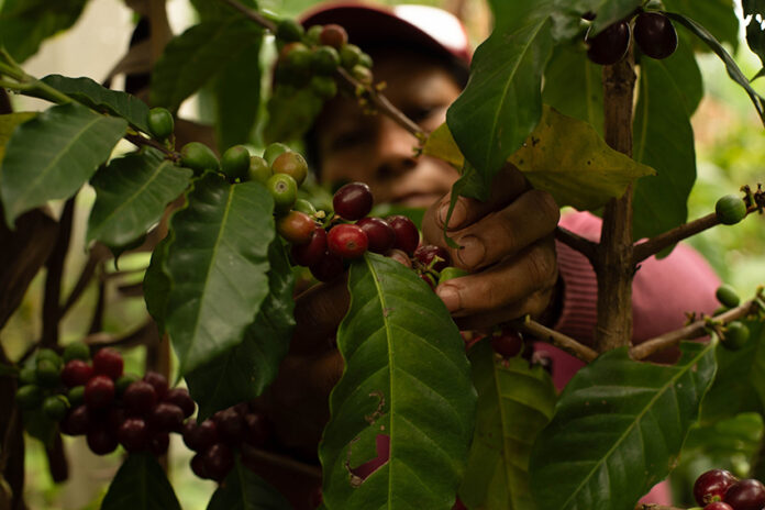 A woman picks coffee beans