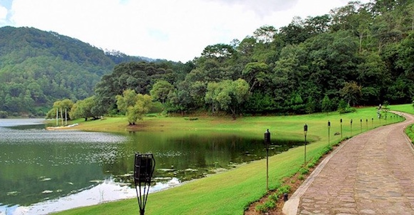 A forest in Juanacatalán, Jalisco