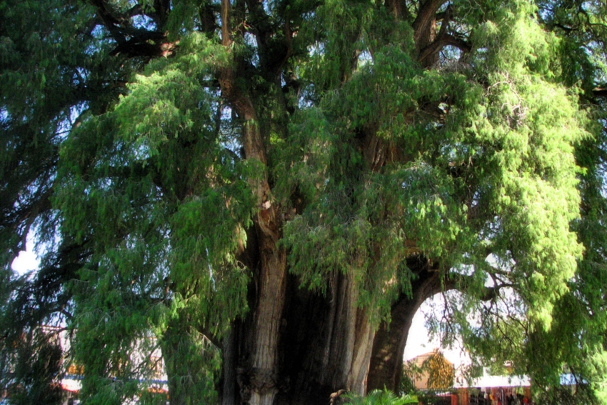 Tule tree in Oaxaca