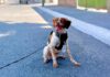 Manchas, Mexico's water leak-detecting dog
