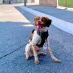 Manchas, Mexico's water leak-detecting dog