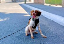 Manchas, Mexico's water leak-detecting dog