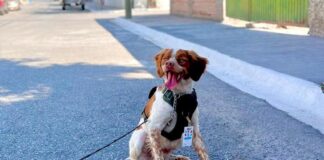 Manchas, Mexico's water leak-detecting dog