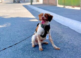 Manchas, Mexico's water leak-detecting dog