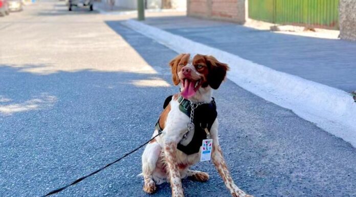 Manchas, Mexico's water leak-detecting dog