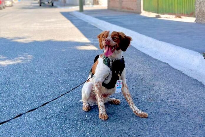 Manchas, Mexico's water leak-detecting dog