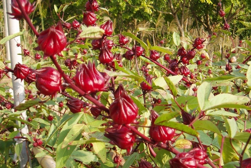 Hibiscus in Sudan
