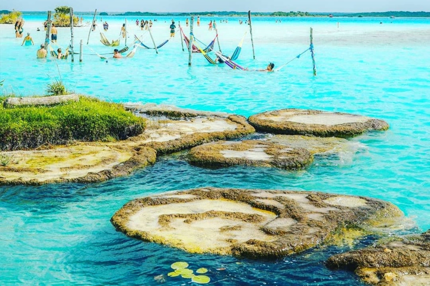 You can find the oldest living organisms in existence in Mexico