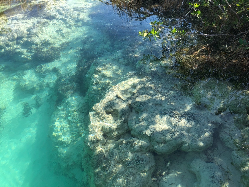 Stromatolite formation in Bacalar, Riviera Maya