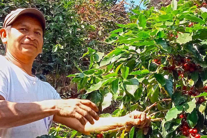 coffee farming in Veracruz