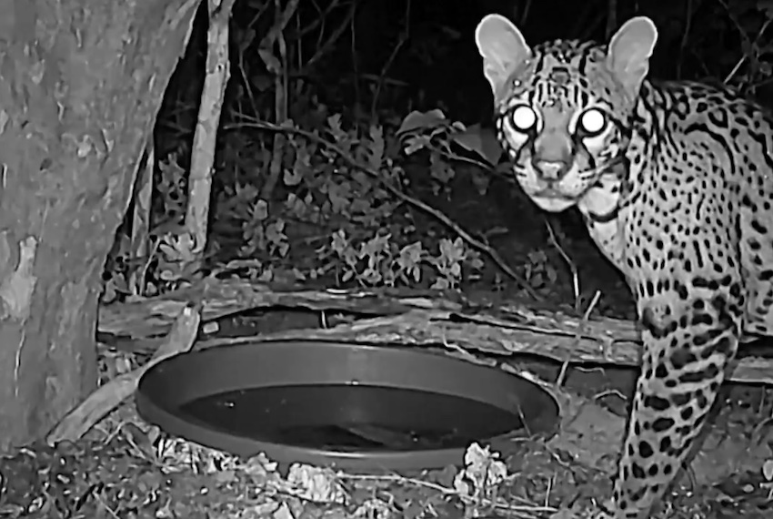 a wildcat in Buiuelgola