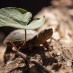 a vallarta mud turtle