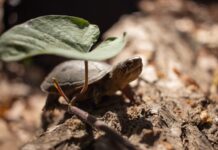a vallarta mud turtle