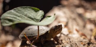 a vallarta mud turtle