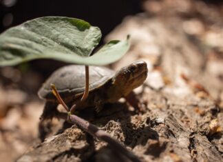 a vallarta mud turtle