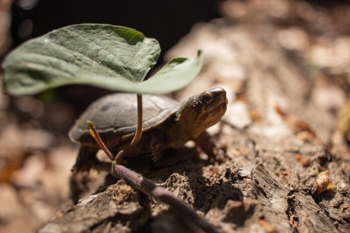 a vallarta mud turtle