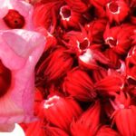 hibiscus flowers