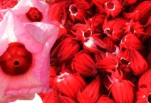 hibiscus flowers