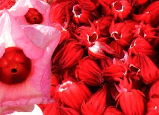 hibiscus flowers