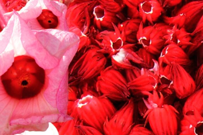 hibiscus flowers