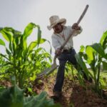 Corn farmer in Mexico