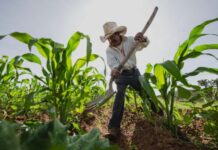 Corn farmer in Mexico