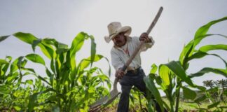 Corn farmer in Mexico