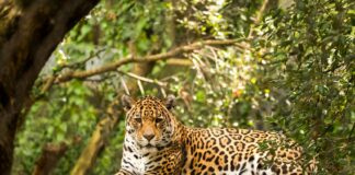 a jaguar relaxing