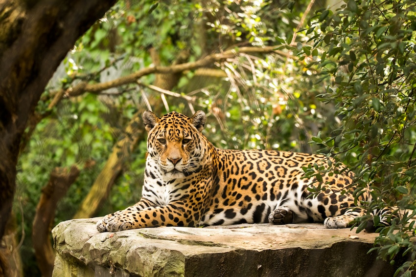 Mexico’s jaguar population has jumped 33% since 2010