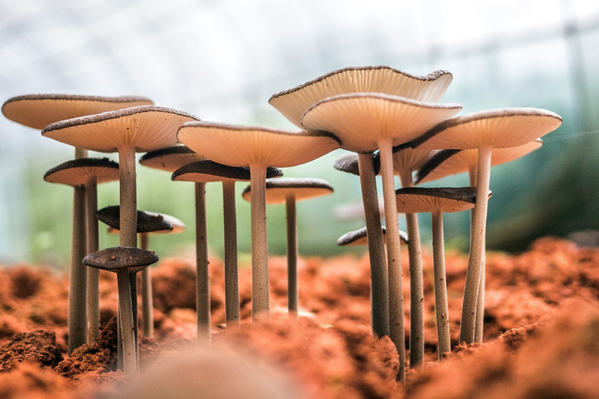 Mushrooms