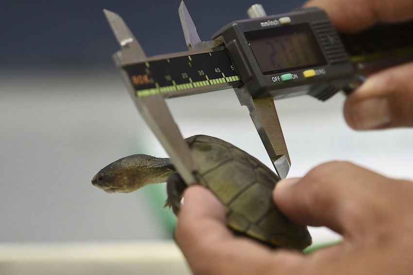 tiny turtle being measure