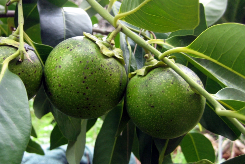 Black zapote fruit on a tree