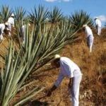 Henequen fields