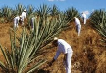 Henequen fields