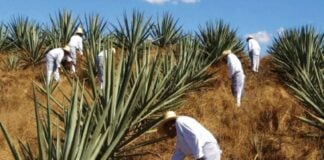 Henequen fields