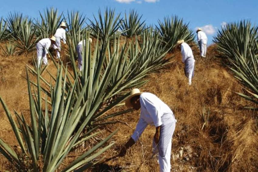 Ouro Verde Esquecido: A Incrível Diáspora Coreana no México que Você Precisa Conhecer!