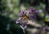 a monarch butterfly rests on a flower