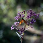 a monarch butterfly rests on a flower