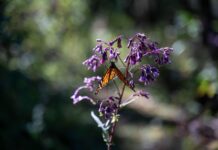 a monarch butterfly rests on a flower