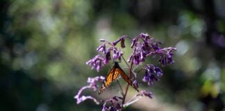 a monarch butterfly rests on a flower