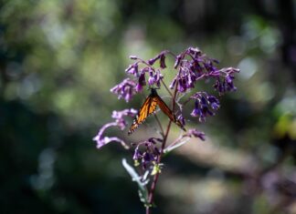 a monarch butterfly rests on a flower