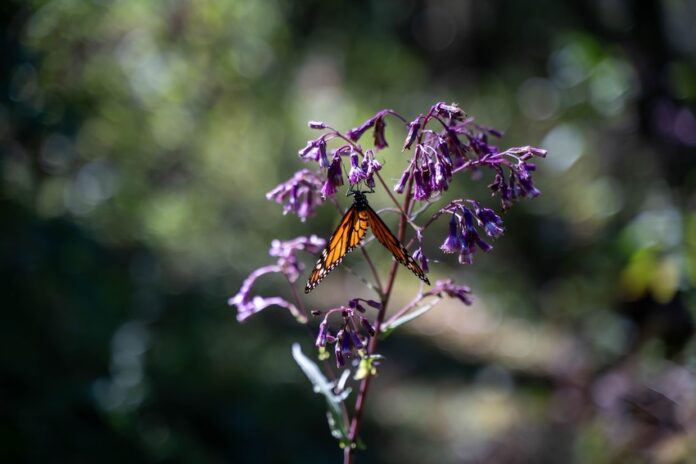 a monarch butterfly rests on a flower