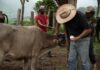 diseases cattle