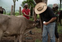 diseases cattle