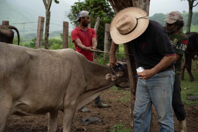 diseases cattle