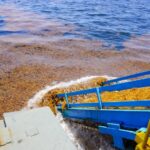 sargassum