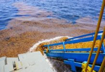 sargassum